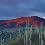 fun things to do in arizona for couples