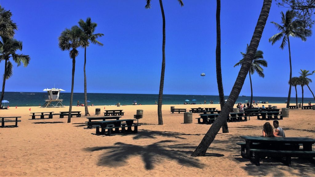 picnic tables under palm trees on the beach