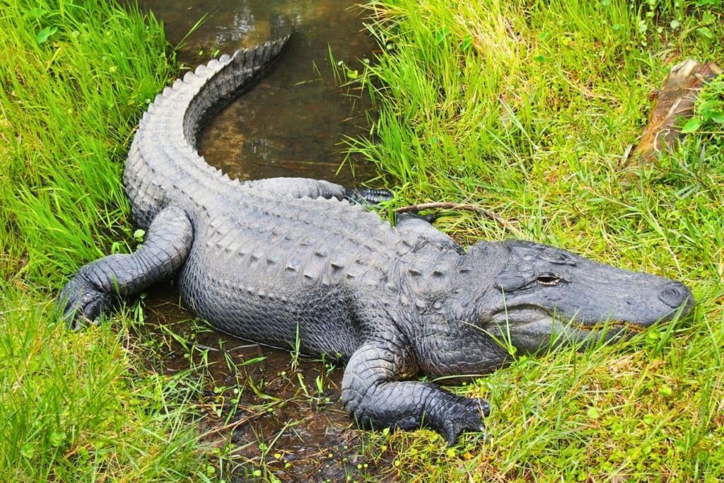 Alligator in marsh grass