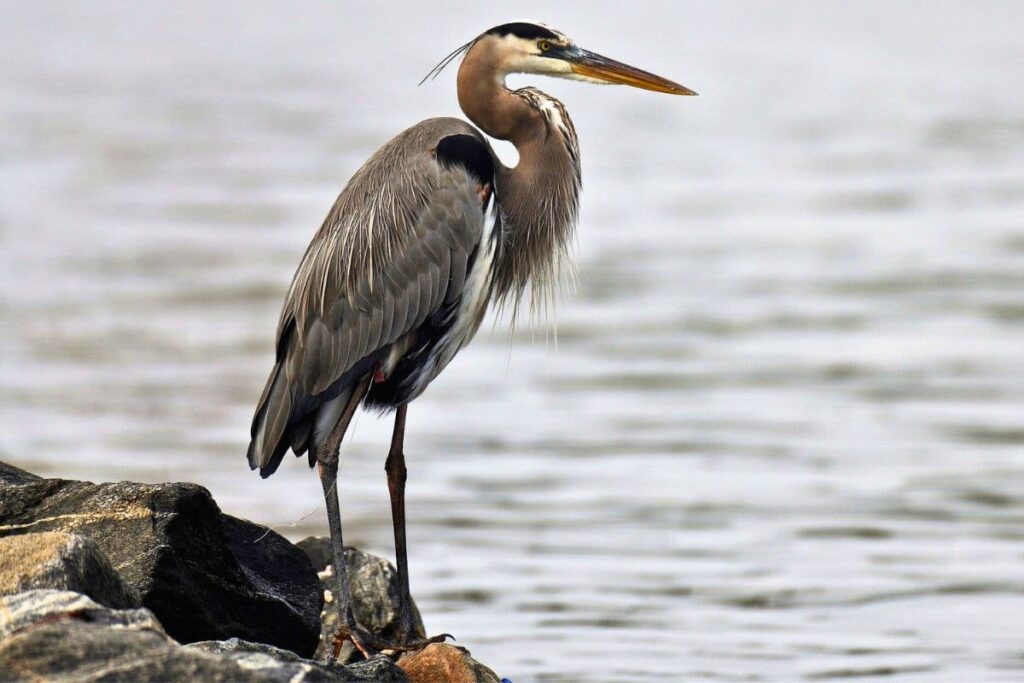 Great blue heron standing on the rocks looking over the water