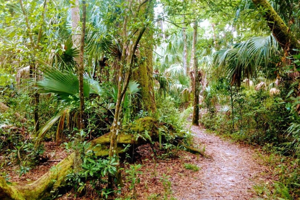 Hickory Trail at Highlands Hammock Park