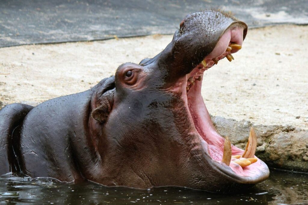 Hippopotamus opening mouth wide