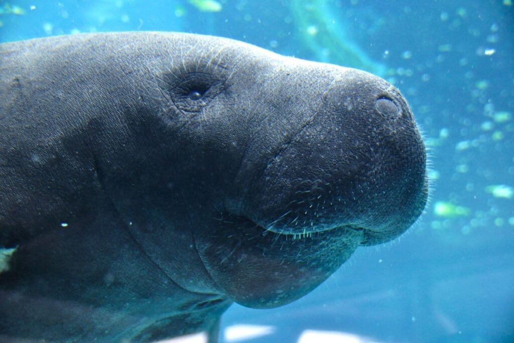 Manatee face closeup