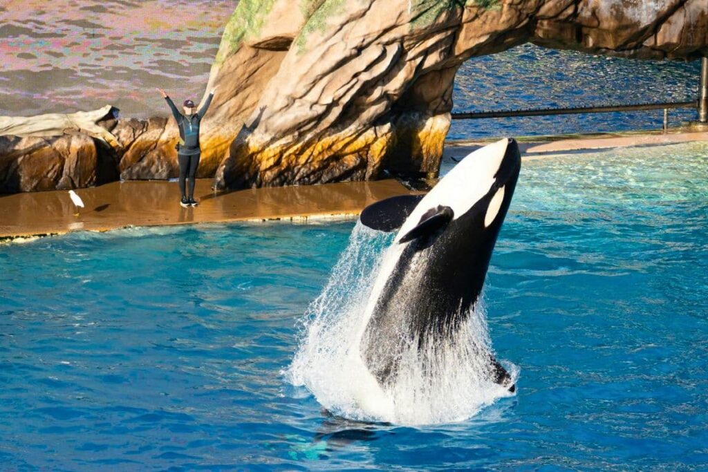 Orca whale jumping out of the water