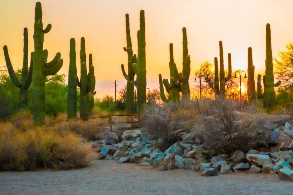 Saguaro cactuses at sunset