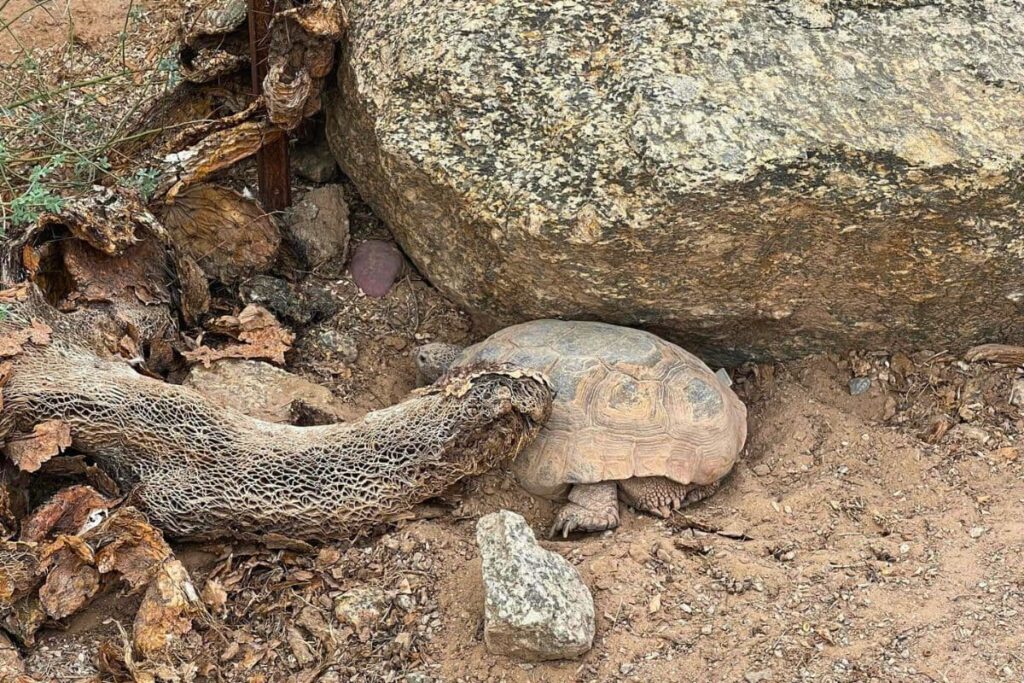 Baloo the desert tortoise hiding under a rock at Yuma Conservation Garden