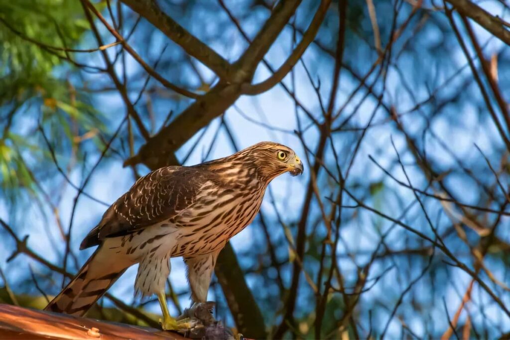 Cooper's Hawk on a branch