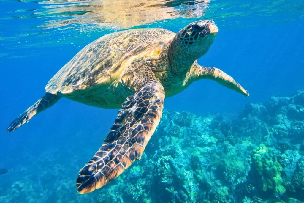 Sea Turtle encounter