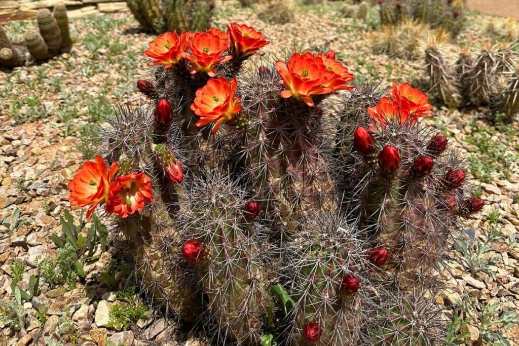 Desert Botanical Garden Claret Cup Cactus