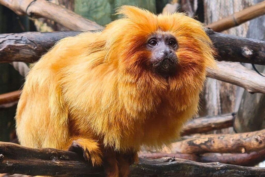 Max the Golden Lion Tamarin sitting on a branch